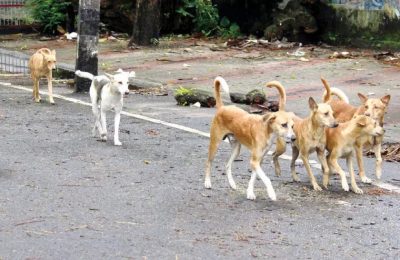 सुप्रीम कोर्ट ने बेघर कुत्तों से जुड़े एक महत्वपूर्ण मामले में अपना फैसला सुनाया