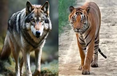 जंगली जानवरों ने 2 मासूमों की ली जान