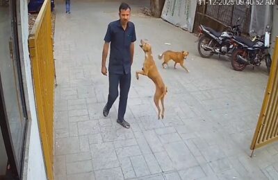 गोरेगांव में आवारा कुत्तों के बढ़ते हमलों से दहशत का माहौल