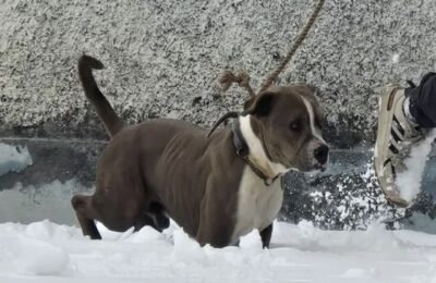 3, 4  दिन तक मालिक की लाश के पास बैठा रहा उसका वफ़ादार कुत्ता , जाने पूरी खबर