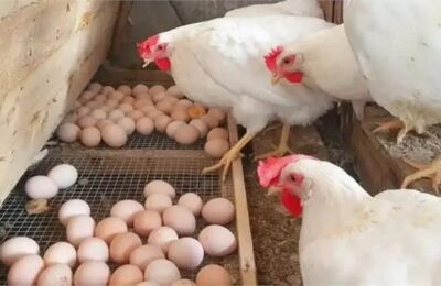 भारत सहित दुनिया के 40 देशों से कच्चे चिकन और अंडों के आयात पर पूर्ण प्रतिबंध , जाने क्यों