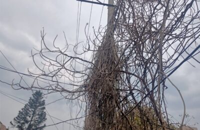 जालंधर की पाश कॉलोनी ग्रीन मॉडल टाउन विन्ने मंदिर के पास सुखी हुई बेलो ने बिजली की तारो को लपेट रखा है जिस से किसी भी वक़्त कोई हदास हो सकता है