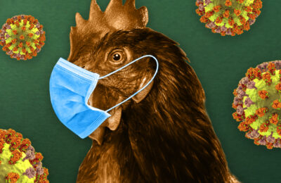 बिलासपुर में बर्ड फ्लू से हड़कंप! 10 किमी दायरे में चिकन-अंडा बिक्री पर रोक