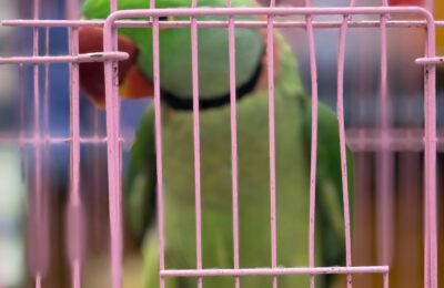 ਇੱਕ ਬੇਜ਼ੁਬਾਨ ਪੰਛੀ, ਜੋ ਕੁਝ ਦਿਨ ਪਹਿਲਾਂ ਇੱਕ ਉੱਚੇ ਦਰੱਖਤ ਉੱਤੇ ਲਗਭਗ 60 ਫੁੱਟ ਦੀ ਉਚਾਈ ‘ਤੇ ਫਸ ਗਿਆ ਸੀ, ਨੂੰ ਬੜੀ ਮਿਹਨਤ ਅਤੇ ਕੋਸ਼ਿਸ਼ ਨਾਲ ਬਚਾਇਆ ਗਿਆ। ਇਸ ਕਾਰਜ ਵਿੱਚ ਡਿਪਟੀ ਕਮਿਸ਼ਨਰ ਜਲੰਧਰ, ਮੇਅਰ ਜਲੰਧਰ ਅਤੇ PSPCL ਜਲੰਧਰ ਦੇ ਅਧਿਕਾਰੀਆਂ ਦਾ ਖਾਸ ਸਹਿਯੋਗ ਰਿਹਾ।