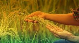 हर बार अदाणी पर सवाल क्यों? पूंडरी मंडी विवाद के बीच असली तस्वीर आई सामने*