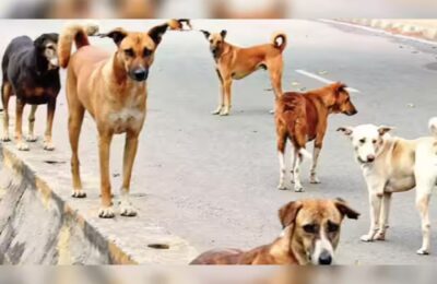बच्ची पर आवारा कुत्तों का हमला, नोच-नोचकर किया बुरा हाल